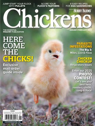 Chickens